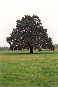 Albero del parco