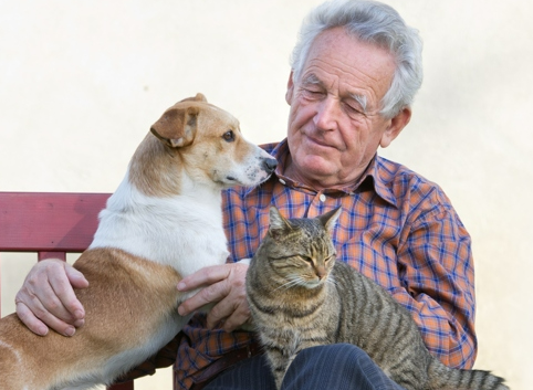 animali d'affezione